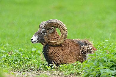 Xbox全新蓝色手柄9月1日发售 售价69.99美元